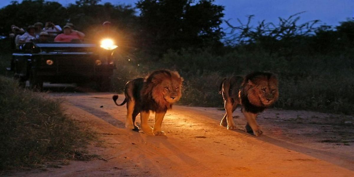 Masai Mara National Reserve and Evening Game Viewing Safari 